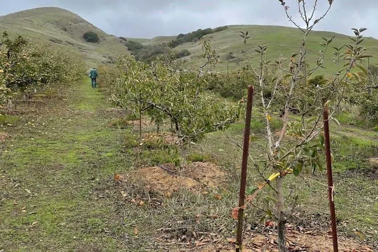 representative photo for Fruit Picking  Farms in Petaluma, California
