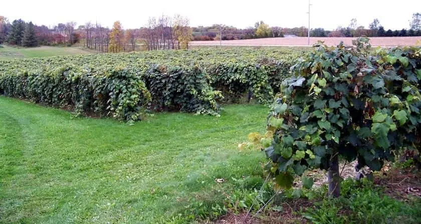 Photo of Fruit Picking Farm at Firefly Berries - Blackberry Picking Minnesota Rochester, Minnesota