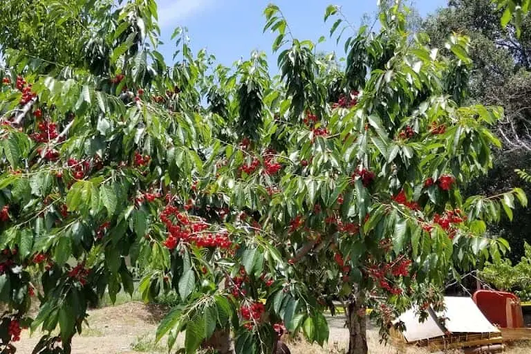 Photo of Fruit Picking Farm at Guldseth Cherry Orchards Cherry Valley, California