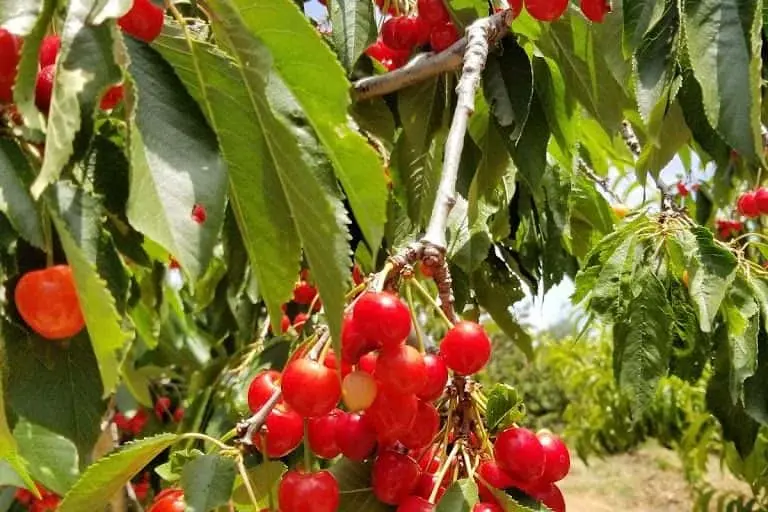 Photo of Fruit Picking Farm at Guldseth Cherry Orchards Cherry Valley, California - 2