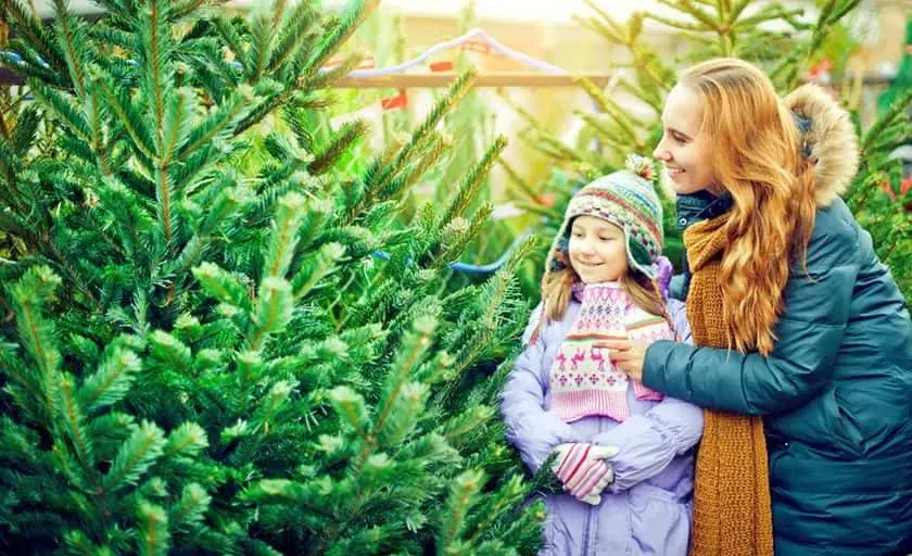 Photo of Fruit Picking Farm at Mr. Jingles Christmas Trees San Diego, California