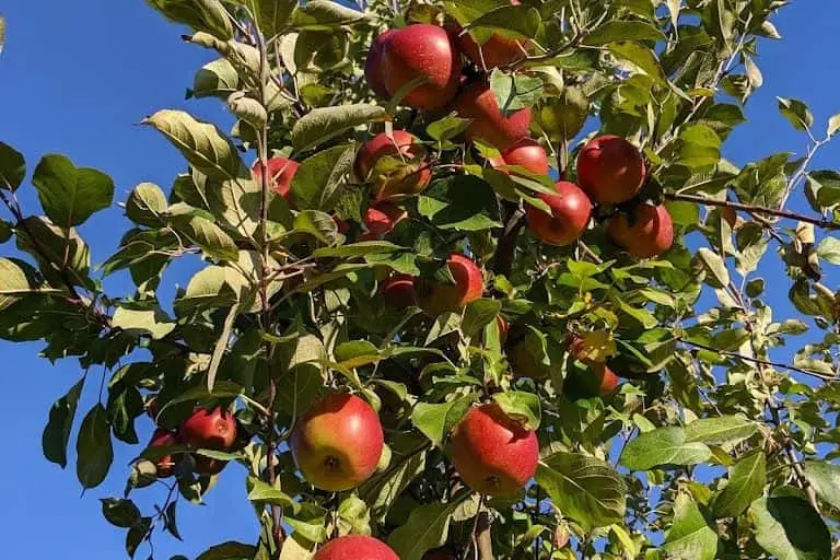 Photo of Fruit Picking Farm at Pine Tree Orchard Apples White Bear Lake, Minnesota