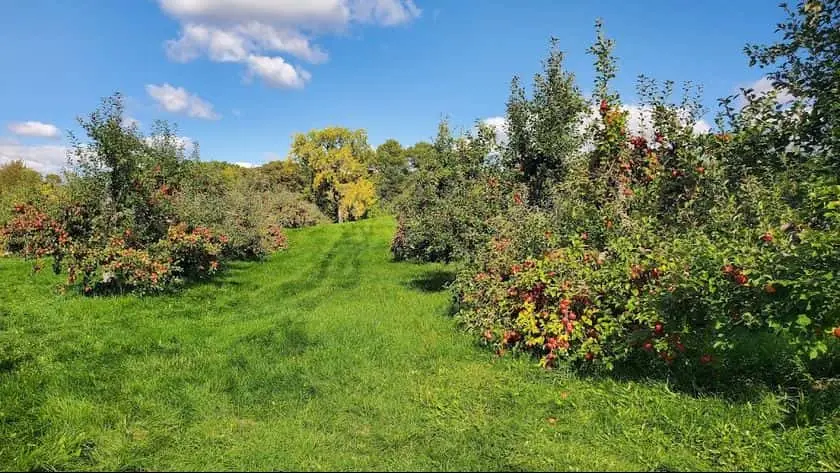 representative photo for Fruit Picking  Farms in White Bear Lake, Minnesota