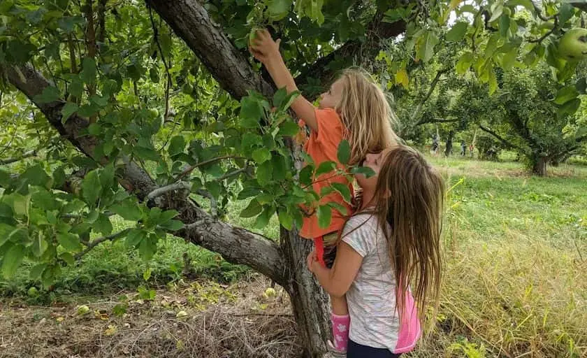 Photo of Fruit Picking Farm at Stribling Orchard Markham, Virginia