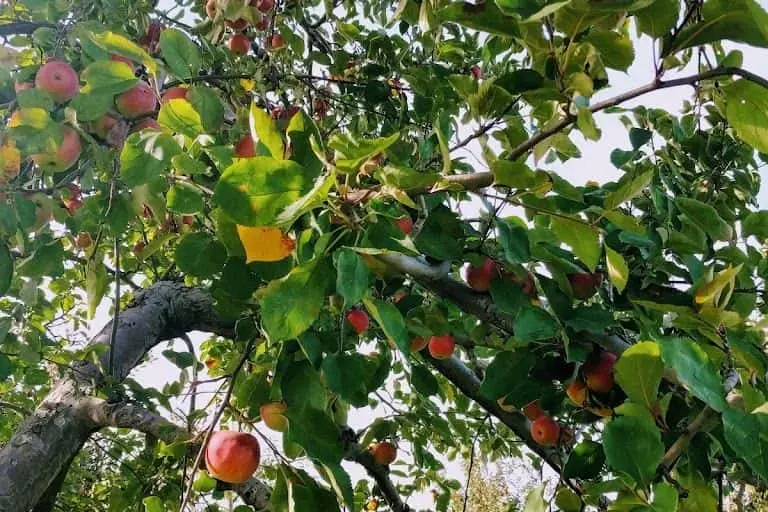 representative photo for Fruit Picking  Farms in Markham, Virginia