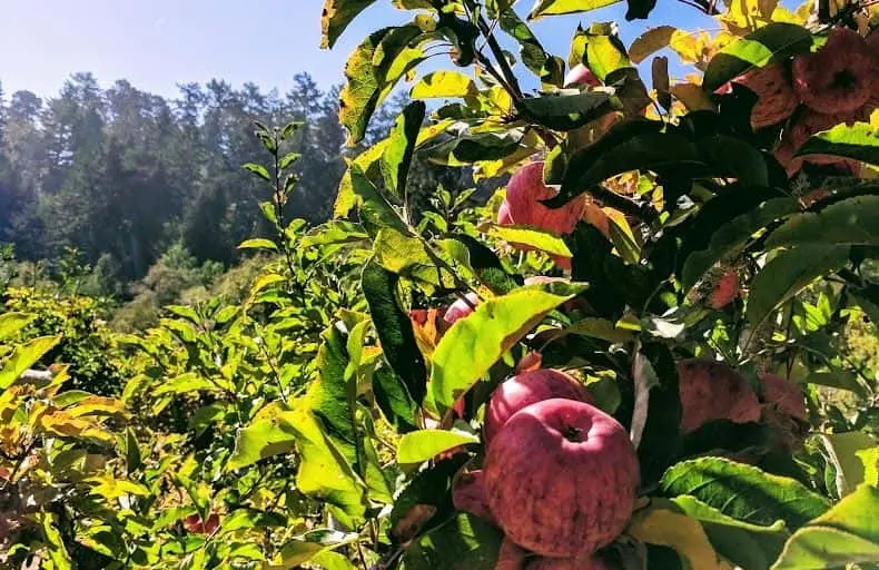 Photo of Fruit Picking Farm at Swanton Pacific Ranch Davenport, California - 3
