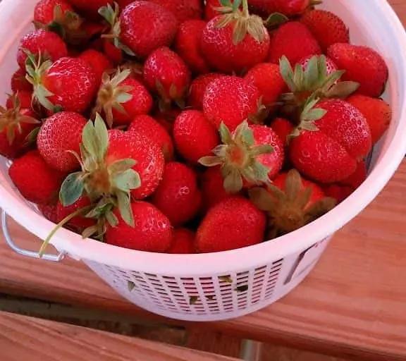 representative photo for Fruit Picking  Farms in Reynolds, Georgia