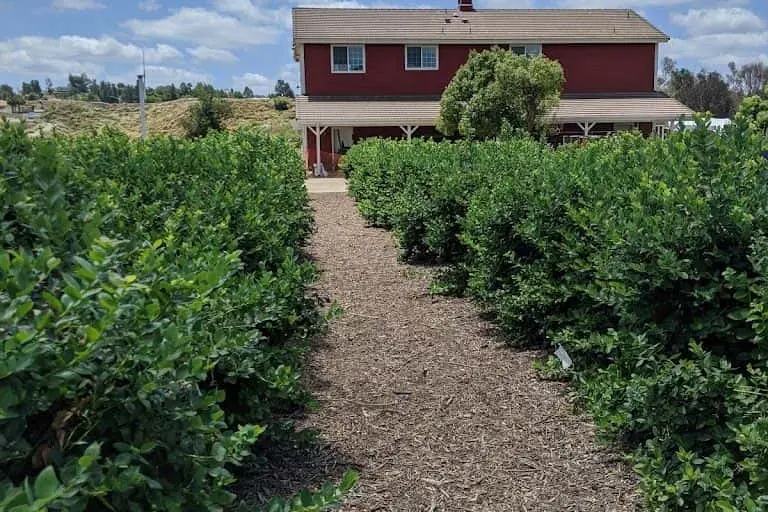 Photo of Fruit Picking Farm at Temecula Berry Co Temecula, California