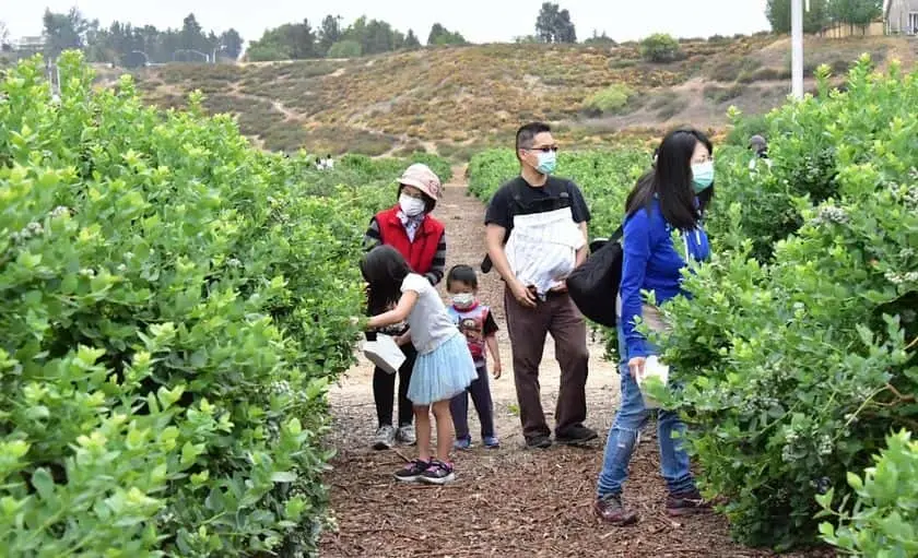 representative photo for Fruit Picking  Farms in Temecula, California