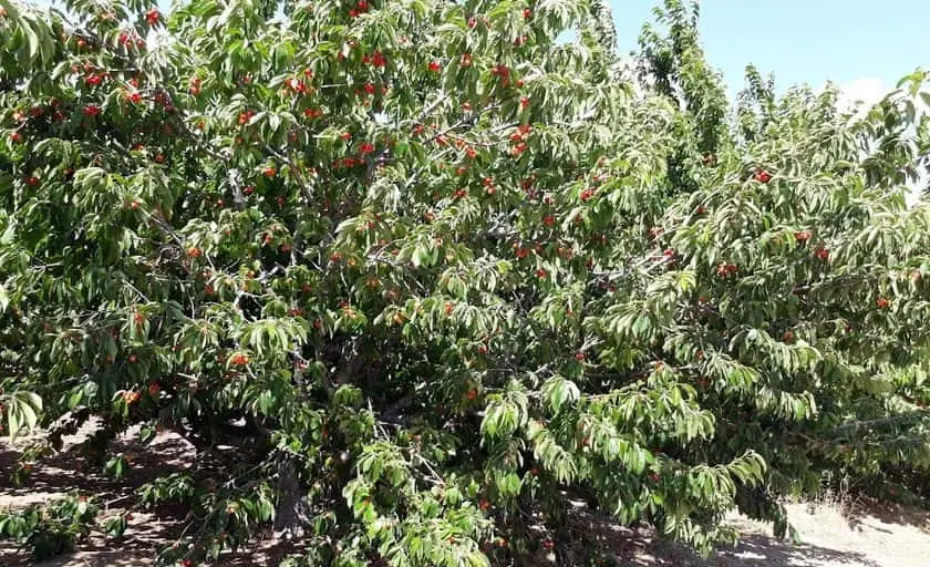 representative photo for Fruit Picking  Farms in Leona Valley, California