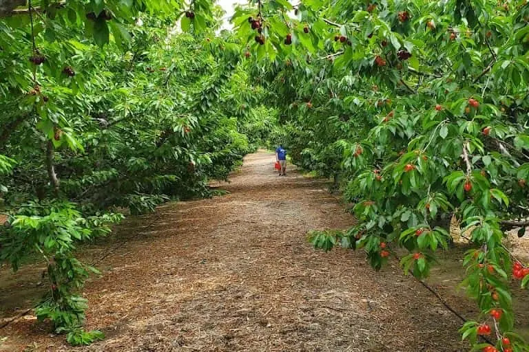 Photo of Fruit Picking Farm at Villa Del Sol Leona Valley, California - 3