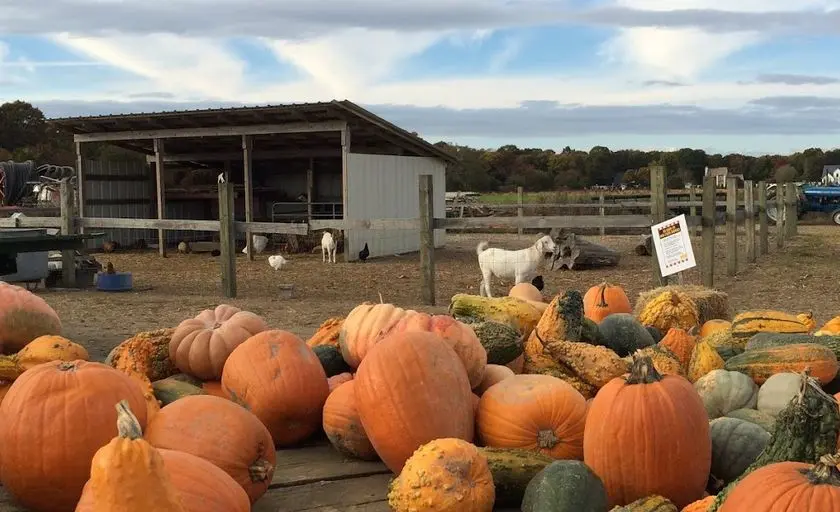 Photo of  Glover Farms Brookhaven, New york - 2