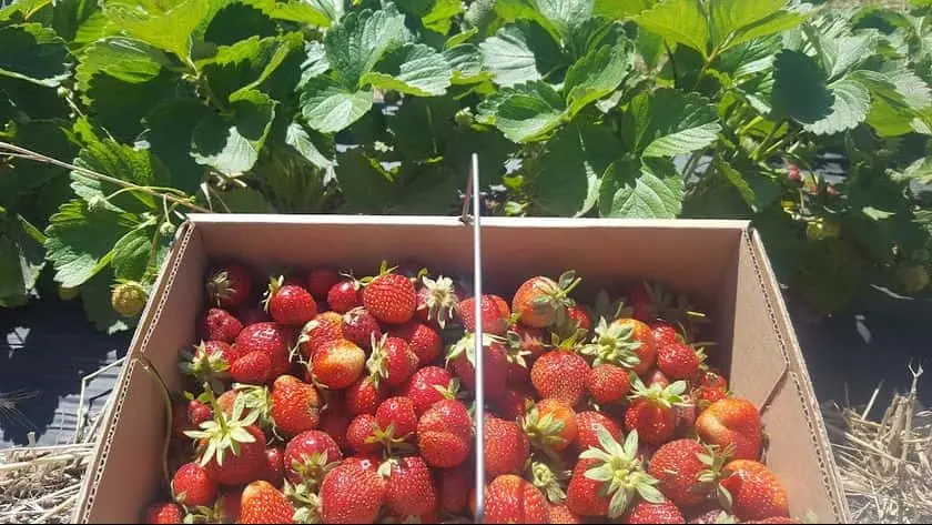 Photo of  Good Earth Organic Farm Celeste, Texas - 3