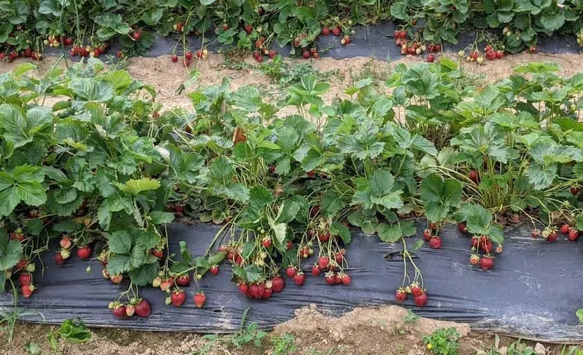 Photo of  Green Truck Farm Markham, Virginia - 3