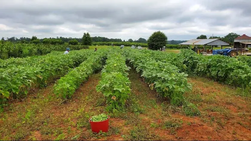 Photo of  Gregg Farms Concord, Georgia - 3