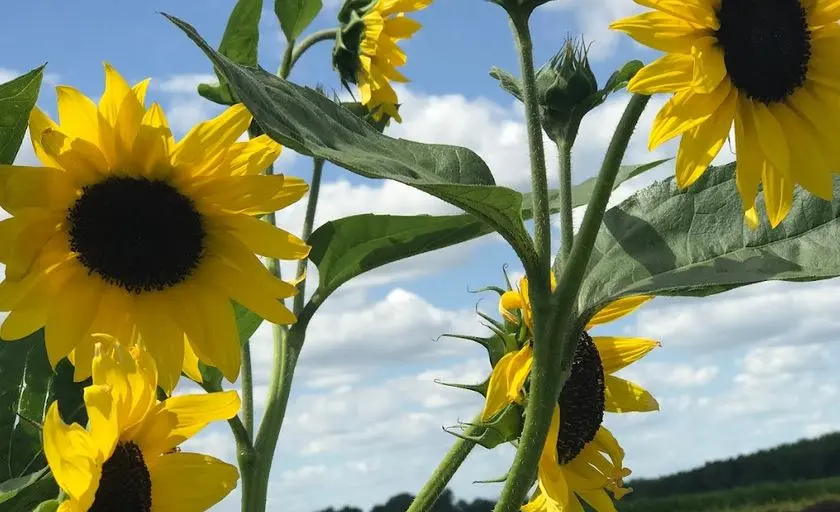 Photo of  Gust Flower and Produce Farm Ottawa Lake, Michigan - 2