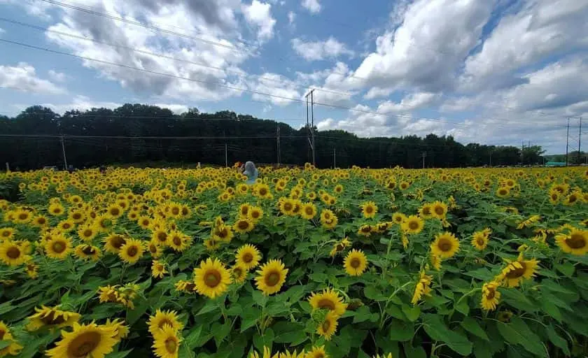 representative photo for Blueberry Picking Farms in Manalapan Township, New Jersey