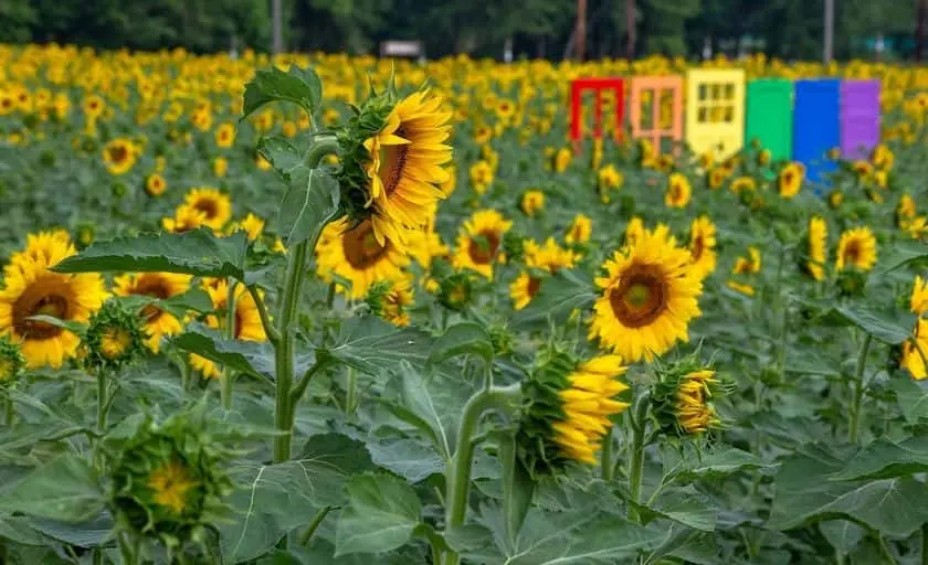 Photo of  Happy Day Farm Manalapan Township, New jersey