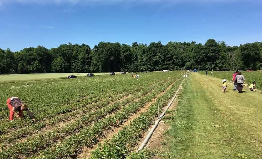 representative photo for Strawberry Picking Farms in Tekonsha, Michigan