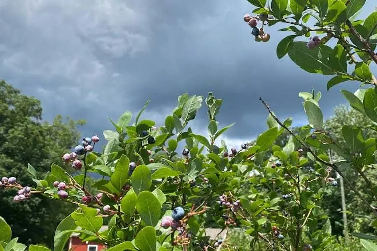 Photo of  Hazen’s Blueberry Farm Howell, Michigan