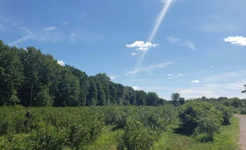 representative photo for Local Honey Farms in Howell, Michigan