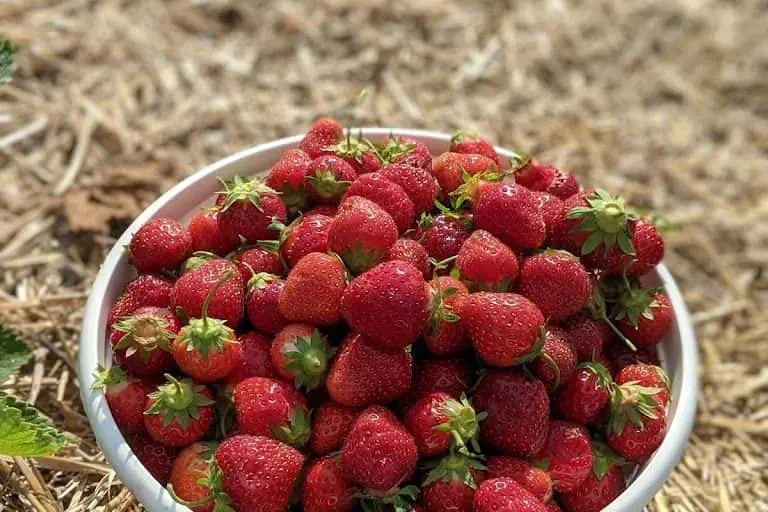 Photo of  Heider’s Berry Farm Woodstock, Illinois