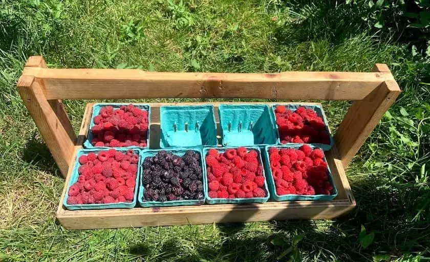 representative photo for Strawberry Picking Farms in Woodstock, Illinois