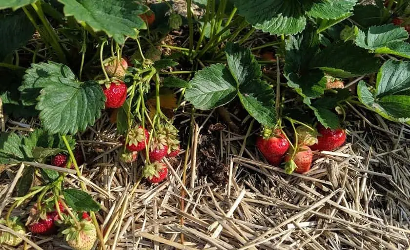 Photo of  Heider’s Berry Farm Woodstock, Illinois - 3