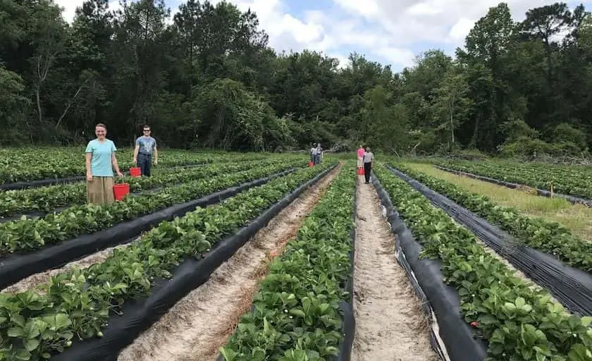 Photo of  Hodges Strawberry Farm Newington, Georgia