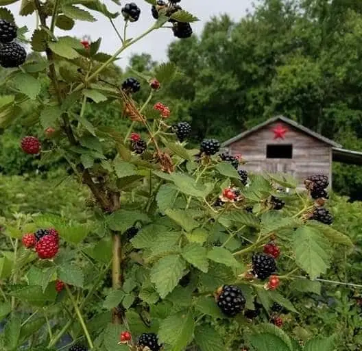 Photo of  Hodges Strawberry Farm Newington, Georgia - 3
