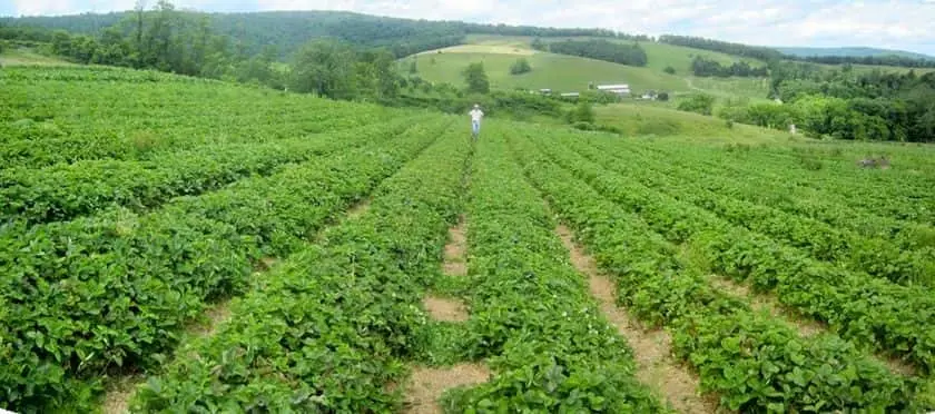 Photo of  Hollin Farms - Blueberry Picking Virginia Delaplane, Virginia