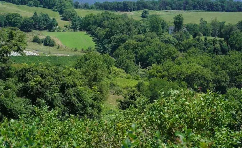 Photo of  Hollin Farms - Blueberry Picking Virginia Delaplane, Virginia - 2