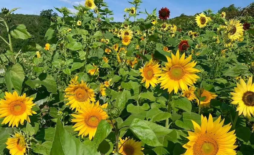 Photo of  Hollin Farms Delaplane, Virginia - 3