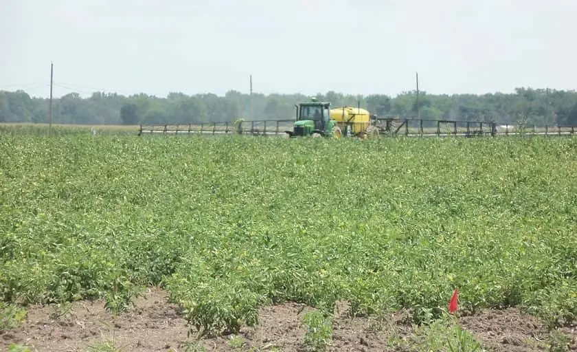 representative photo for Strawberry Picking Farms in Lafayette, Indiana