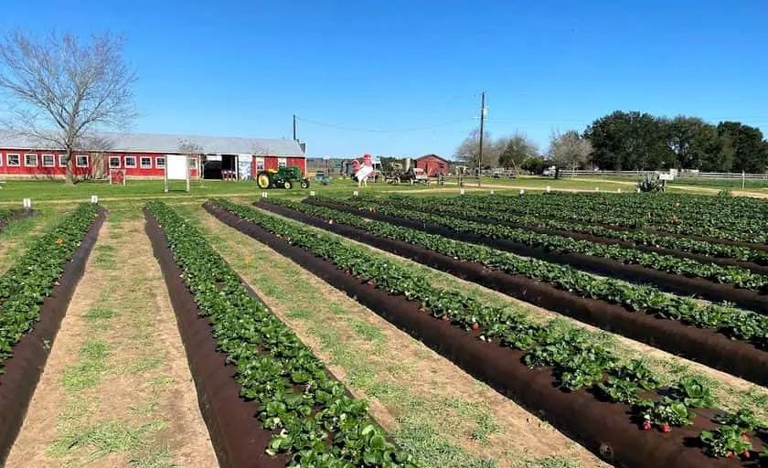 representative photo for Strawberry Picking Farms in Plantersville, Texas