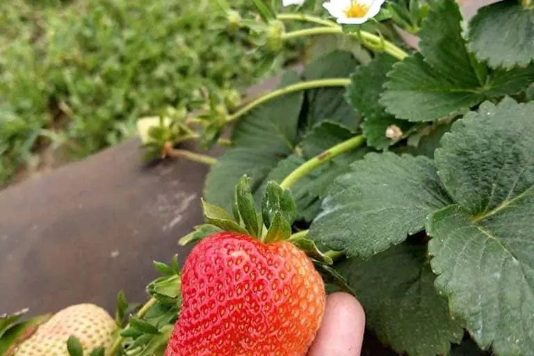 Photo of  Jollisant Farms Plantersville, Texas - 3