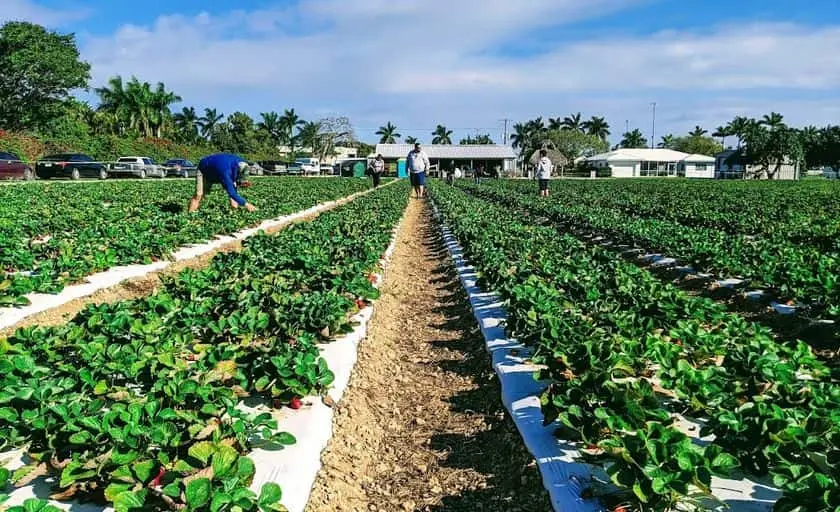 Photo of  Knaus Berry Farm Homestead, Florida