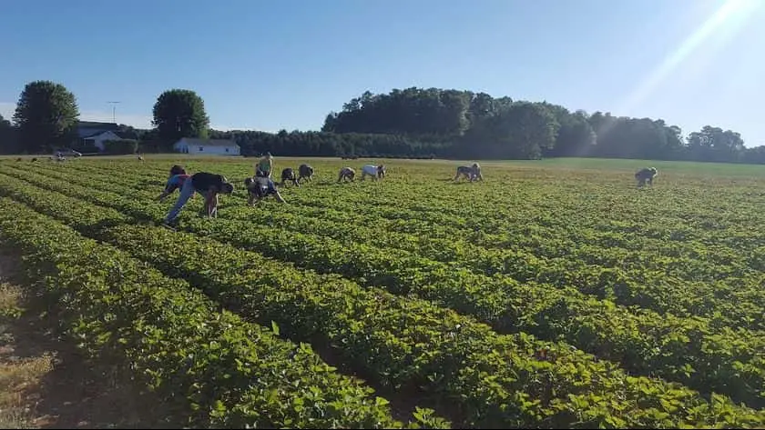 Photo of  Krupp Farms Comstock Park, Michigan