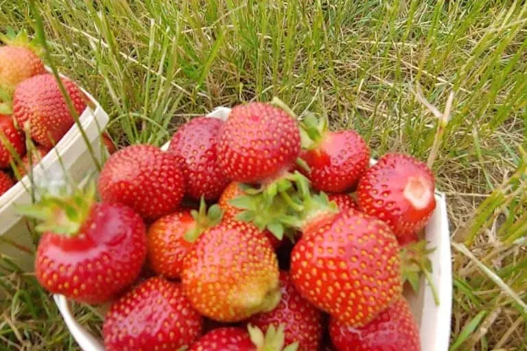 representative photo for Strawberry Picking Farms in Comstock Park, Michigan