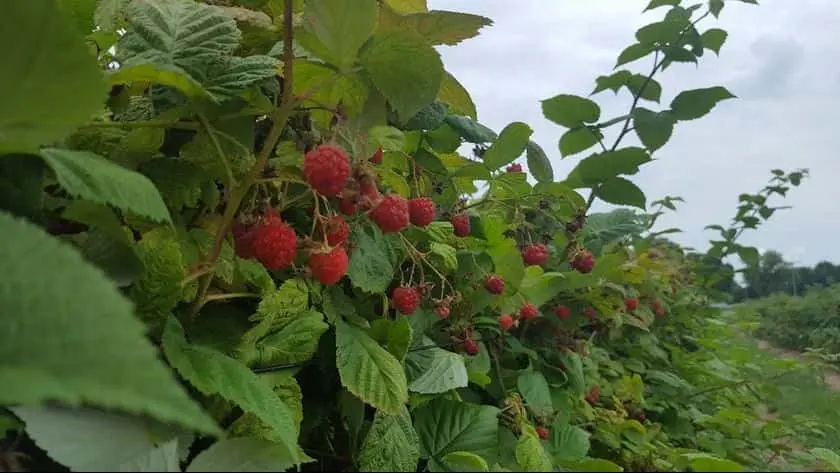 Photo of  Krupp Farms Comstock Park, Michigan - 3