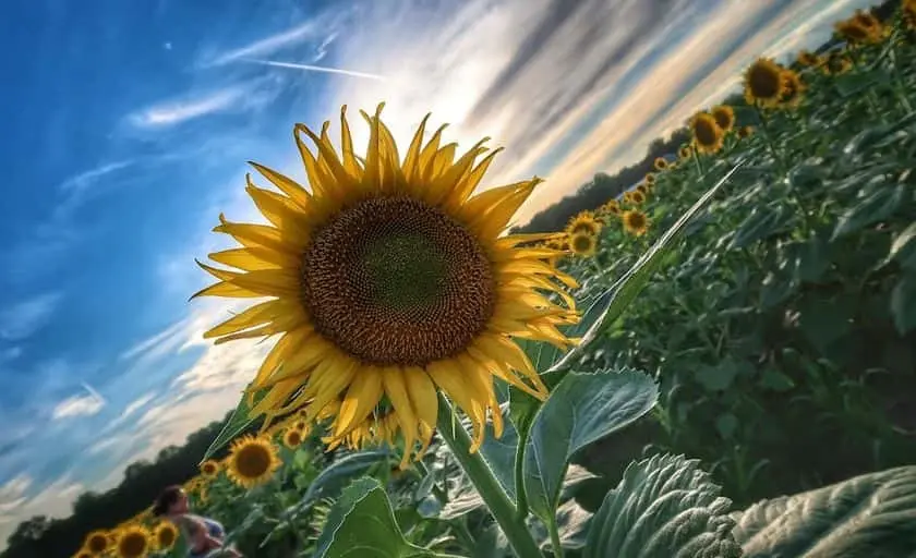 representative photo for Corn Maze Farms in Paris, Illinois