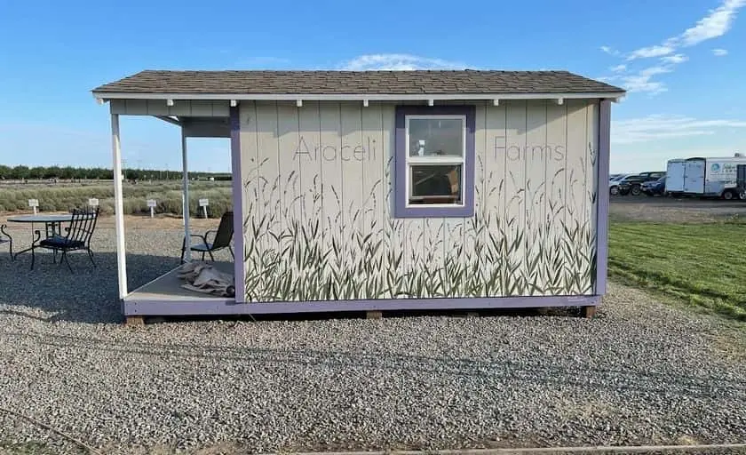 Photo of Lavender  at Araceli Farms Dixon, California - 3