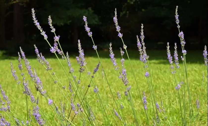 Photo of Lavender  at Big Creek Lavender Farm Alpharetta, Georgia - 3