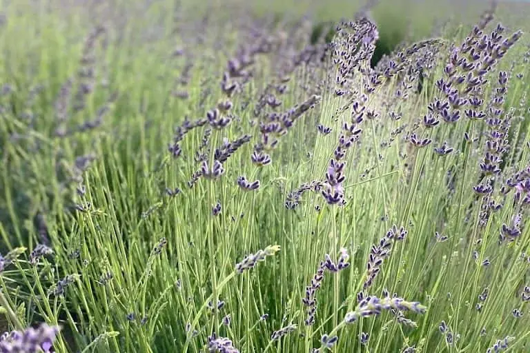 Photo of Lavender  at Blue Barn Lavender Farm Hemet, California