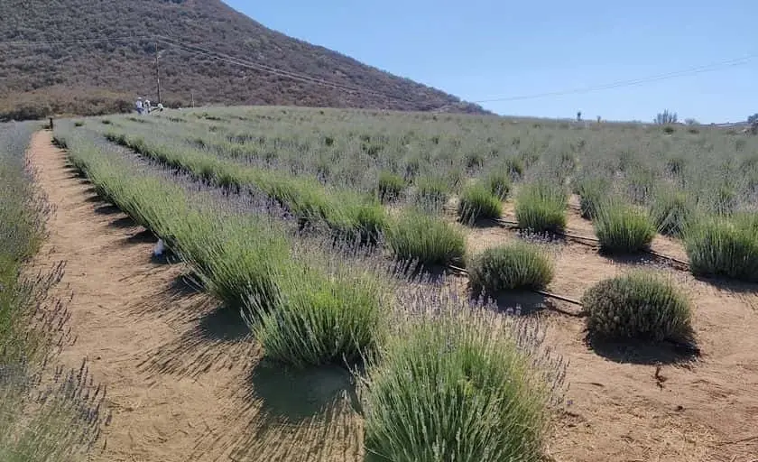 Photo of Lavender  at Blue Barn Lavender Farm Hemet, California - 2