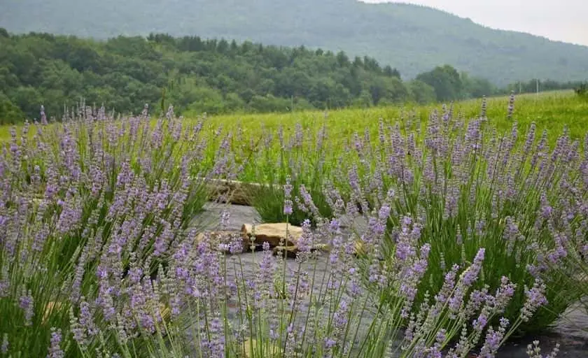 Photo of Lavender  at Deep Creek Lavender Farm Accident, Maryland