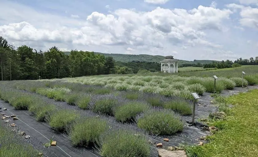 Photo of Lavender  at Deep Creek Lavender Farm Accident, Maryland - 2