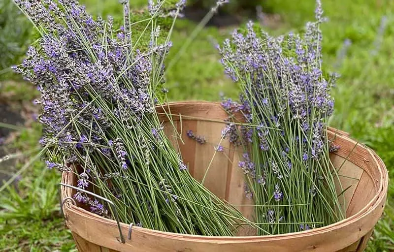 Photo of Lavender  at Gusenbury Fields Lavender Farm Whitsett, North carolina