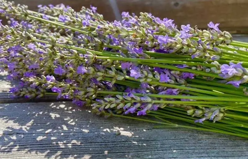 Photo of Lavender at Gusenbury Fields Lavender Farm Whitsett, North Carolina - 3