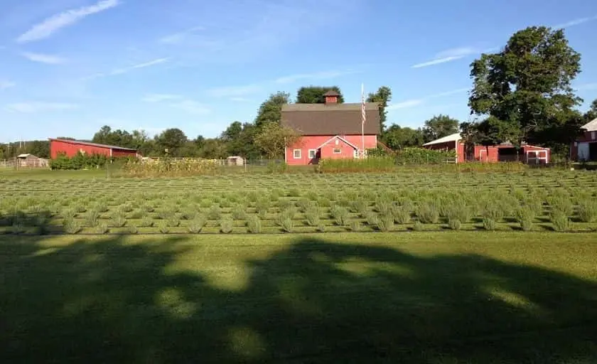 Photo of Lavender  at Hidden Spring Lavender & Alpaca Farm Skillman, New jersey